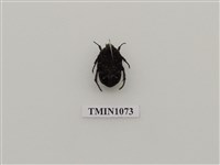 藏品(銅點花金龜)的圖片